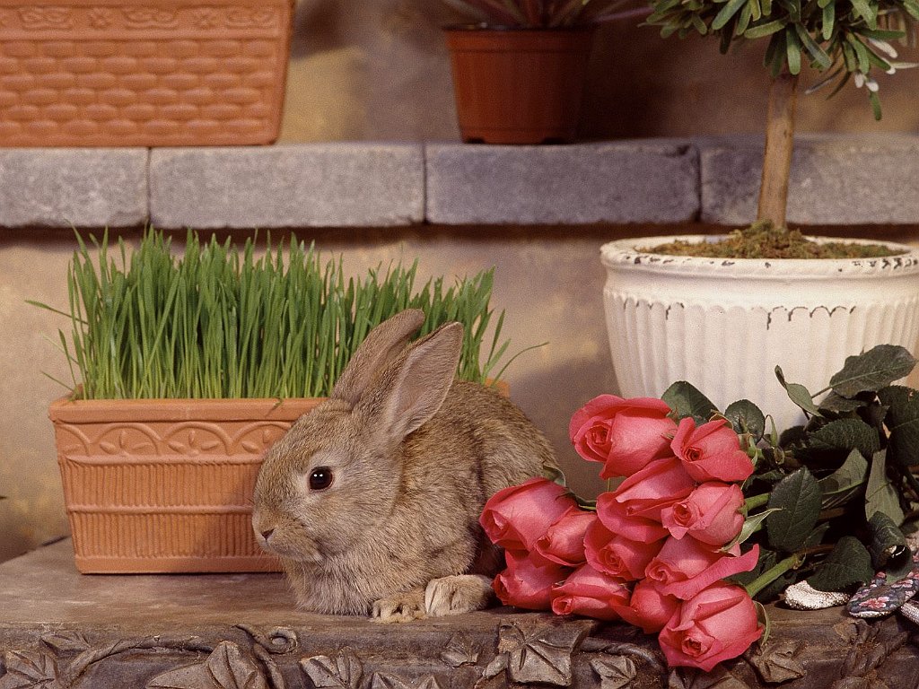 Garden Hare